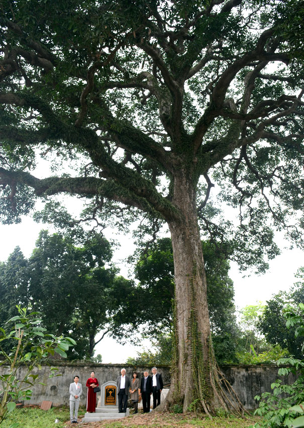 Cây[-]Trôi[-]hùng[-]vĩ[-]vào[-]loại[-]bậc[-]nhất[-]nước[-]ta[-]được[-]vinh[-]danh[-]Cây[-]Di[-]sản[-]Việt[-]Nam